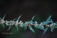 Pouzolzia pentandra